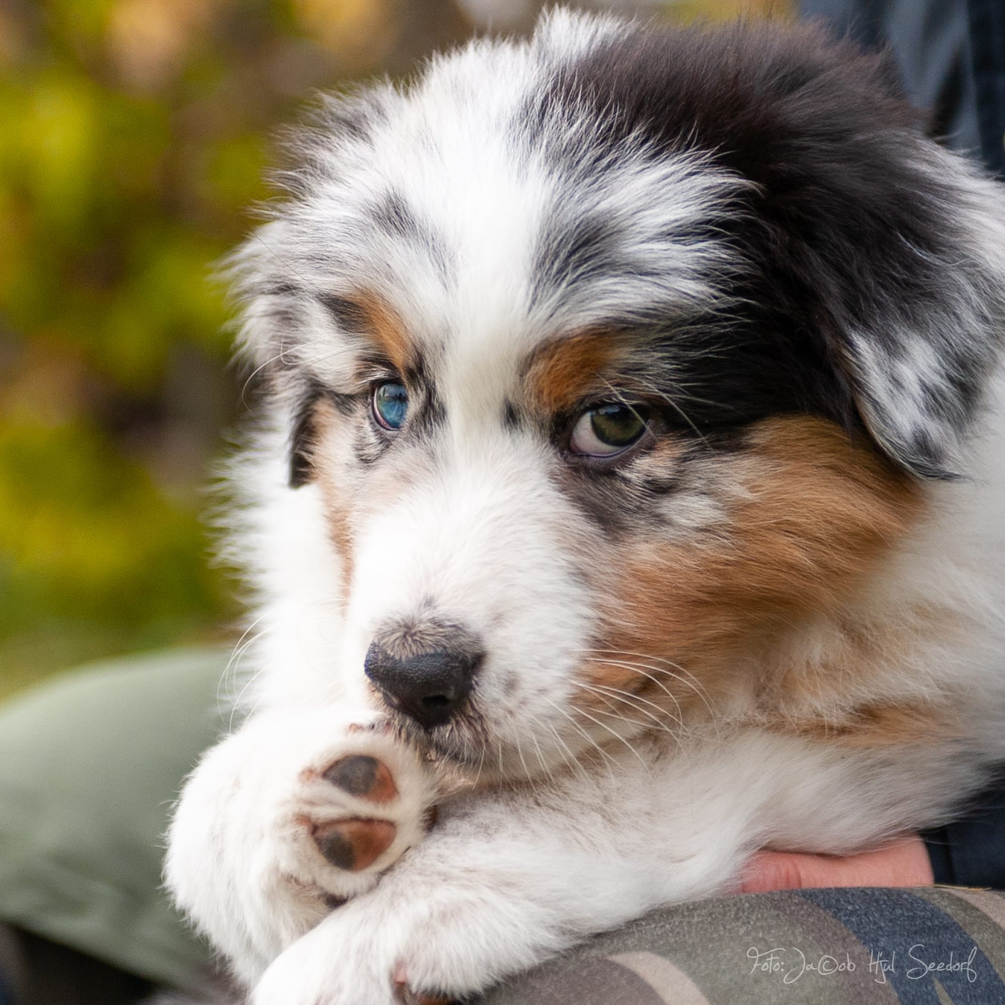 Hvad er bedre end 1 Australian Shepherd?